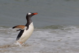 Gentoo Penguin (Pygoscelis papua)