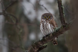 Eurasian Pygmy Owl (Glaucidium passerinum)