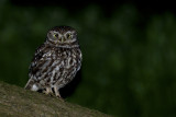 Little Owl (Athene noctua)