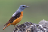 Rufous-tailed Rock-thrush (Monticola saxitilis)