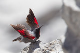 Wallcreeper (Tichodroma muraria)