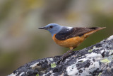 Rufous-tailed Rock-thrush (Monticola saxitilis)