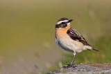 Whinchat (Saxicola rubetra)