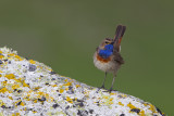 Bluethroat (Luscinia svecica azuricollis)