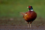 Common Pheasant (Phasianus colchicus)