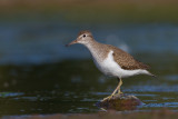 Common Sandpiper (Actitis hypoleucos)
