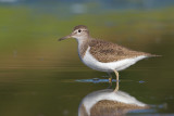 Common Sandpiper (Actitis hypoleucos)