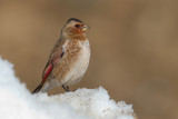 African Crimson-winged Finch (Rhodopechys alienus)