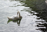 Zurich - Swan on the Limmat