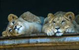 Two lion cubs 