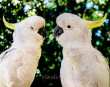 Sulphur crested cockatoos plotting!