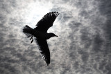 Silver gull silhouette in flight