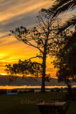 She-oak tree at sunset on Pittwater