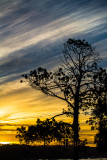 Pittwater sheoak at sunset
