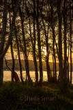 Sunset through trees at Pittwater