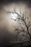 Winter tree silhouette 
