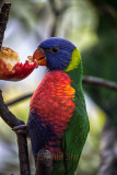 Baby rainbow lorikeet eating apple