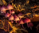 Pink bonnet mushrooms 