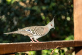Crested pigeon 