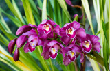 Orchids on deck