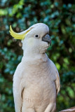 Sulphur crested cockatoo with 135 