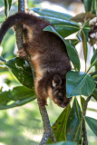 Baby ringtail possum separated from its mother