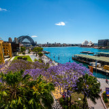 Sydney Harbour with jacaranda 
