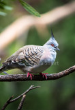 Crested pigeon 