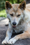 Dingo male