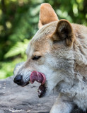Dingo licking its lips 