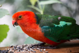 King parrot male