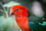 Colourful male king parrot 