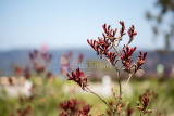 Kangaroo paw at Blue Mountains