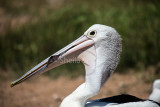 Pelican with fish in bill