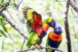 Rainbow lorikeet pair 