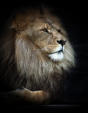 Magnificent lion