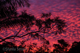 Spectacular sunset with gum trees