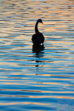 Black swan silhouette 