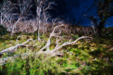 Dead tree in Snowy Mountains 