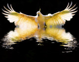 Sulphur crested cockatoo in flight