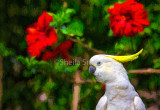 Sulphur crested cockatoo with hibiscus