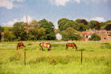 Horses in meadow in France 