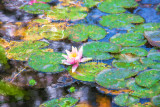 Lily in pond 