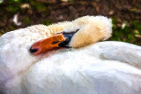 Preening white swan 