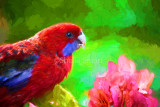 Crimson rosella with bougainvillea 