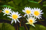White water lilies 