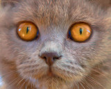 British blue kittens eyes