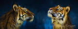 Sumatran tigers