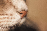 Cats nose 