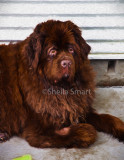 Newfoundland dog 